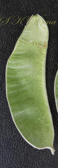  Legume with one subapical seed